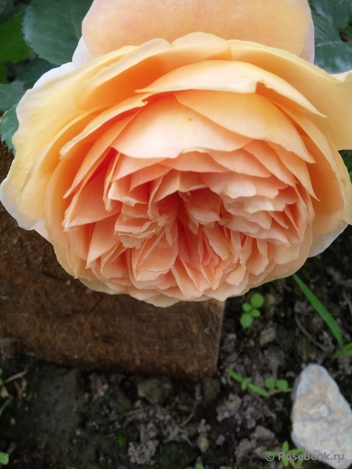 Crown Princess Margareta®