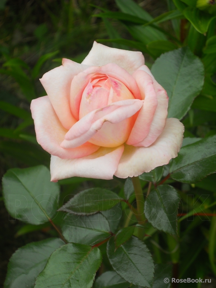 White Fox Rose