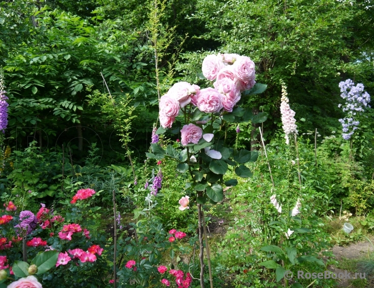 Rosengräfin Marie Henriette