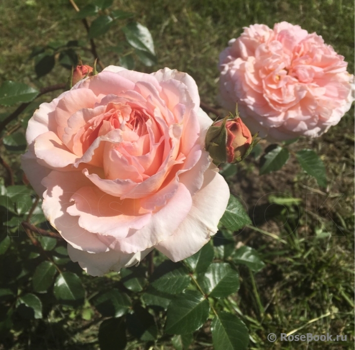 Abraham Darby