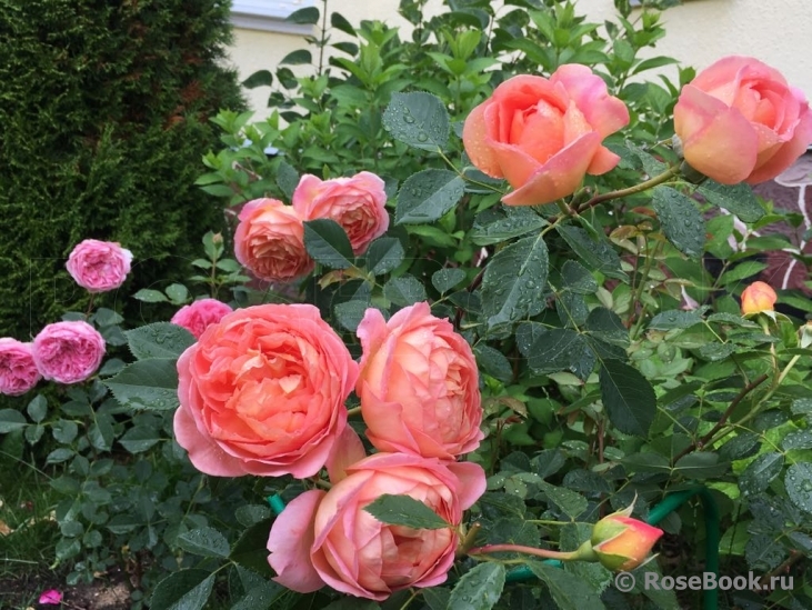 Lady of Shalott 