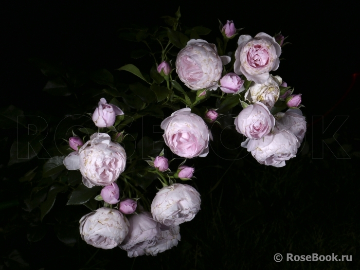 Hans Gonewein Rose 