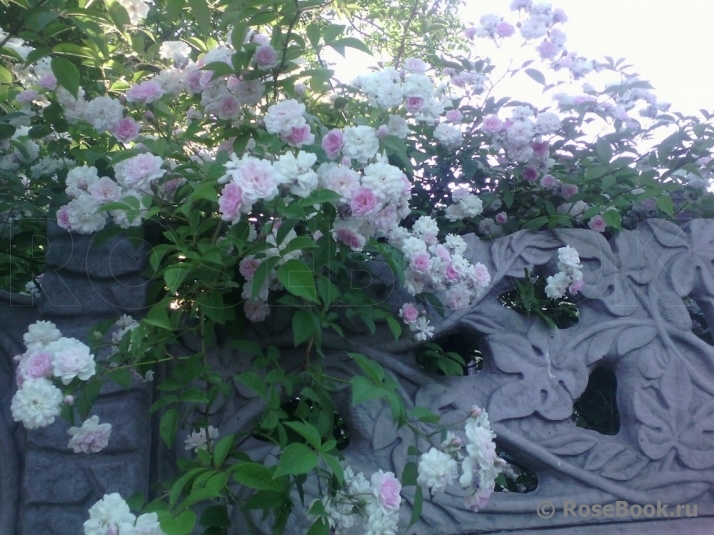 Paul’s Himalayan Musk 