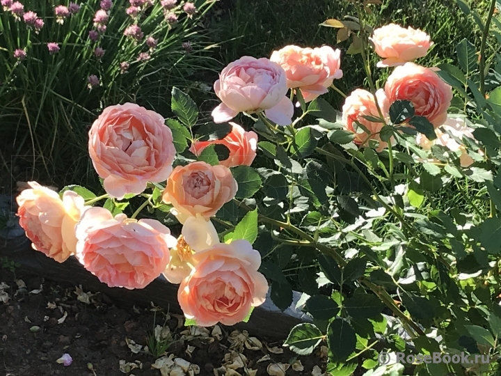 Lady of Shalott 