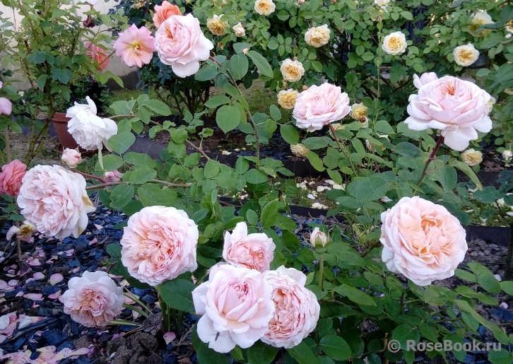 The Lady Gardener