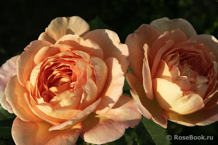 Lady of Shalott 