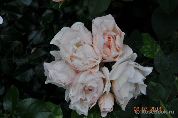 Jardin des Tuileries