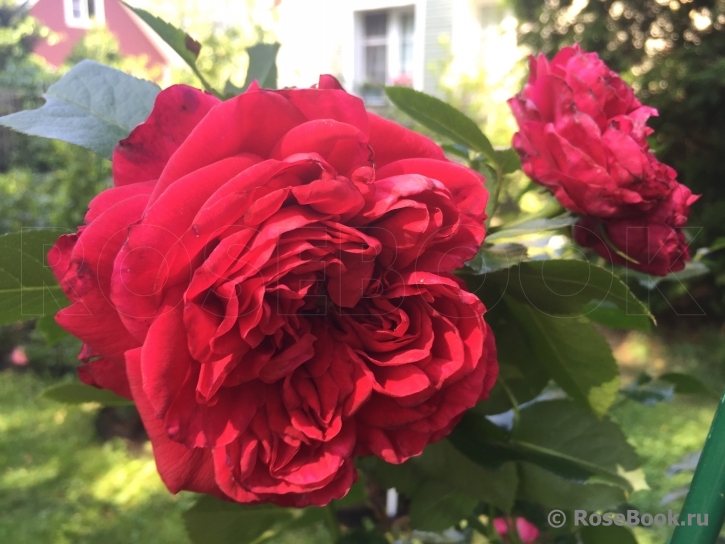 Republique de Montmartre ®