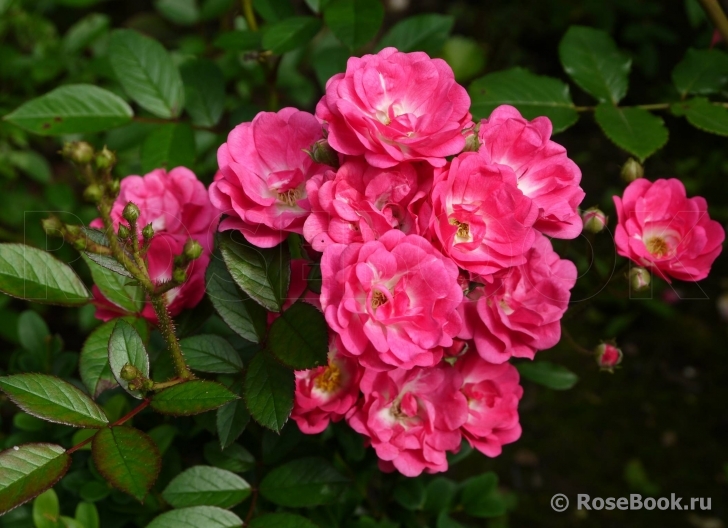 Orleans Rose