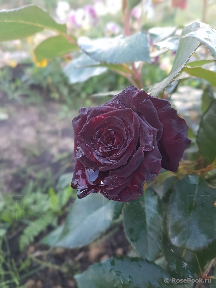 Black Baccara