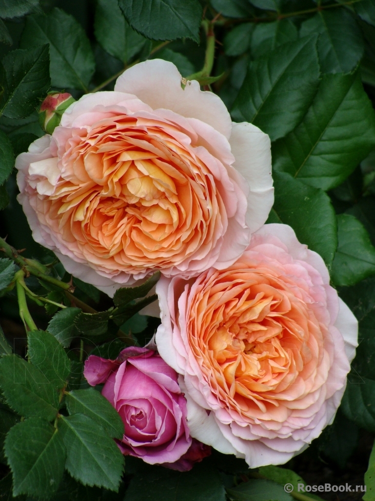 Abraham Darby