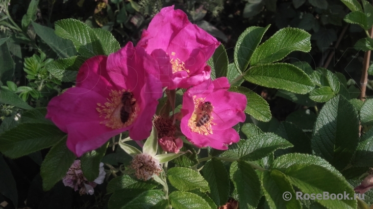 Rosa rugosa rubra