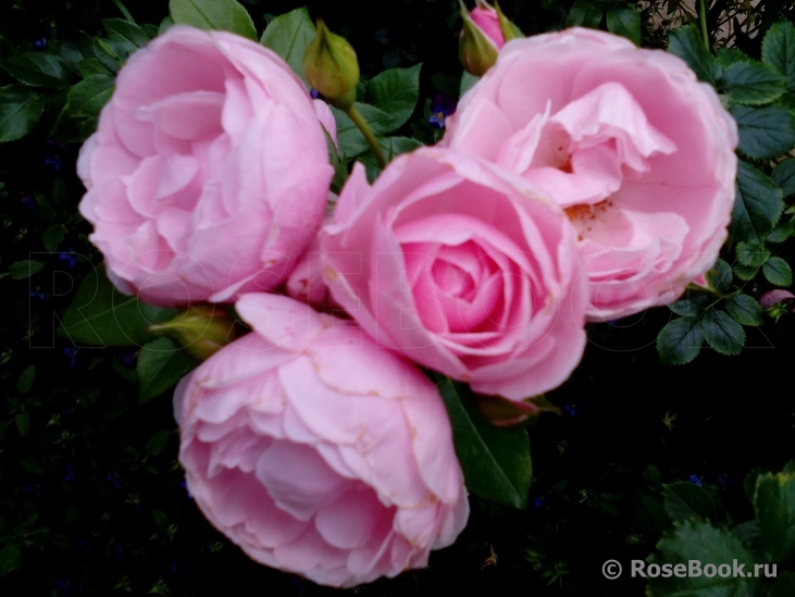 Hans Gonewein Rose 