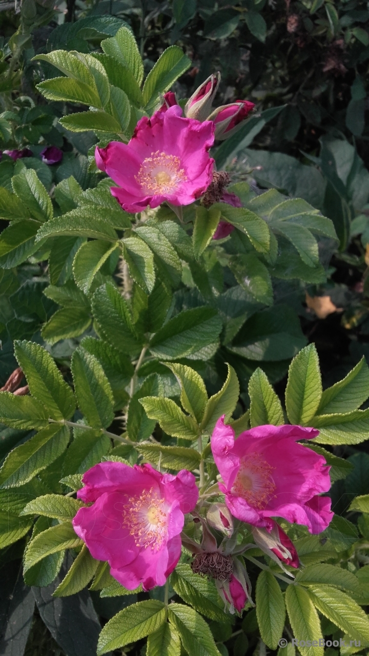 Rosa rugosa rubra