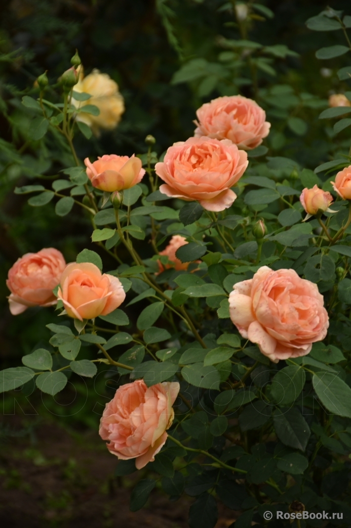 Lady of Shalott 