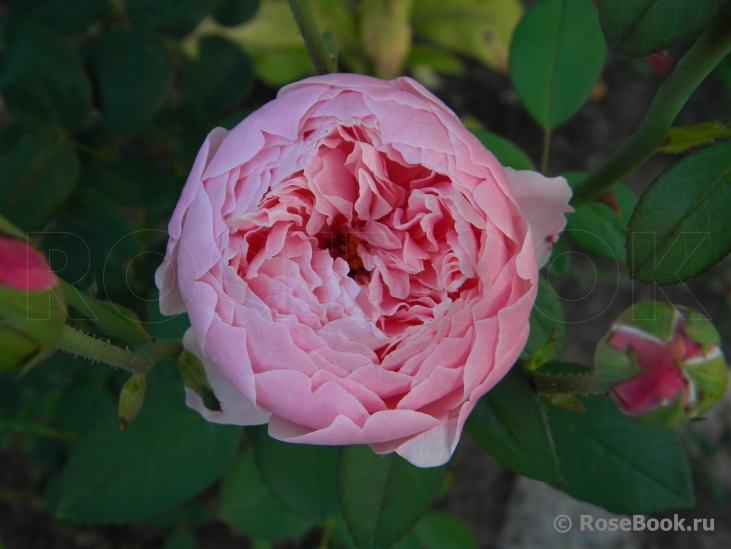 The Alnwick Rose