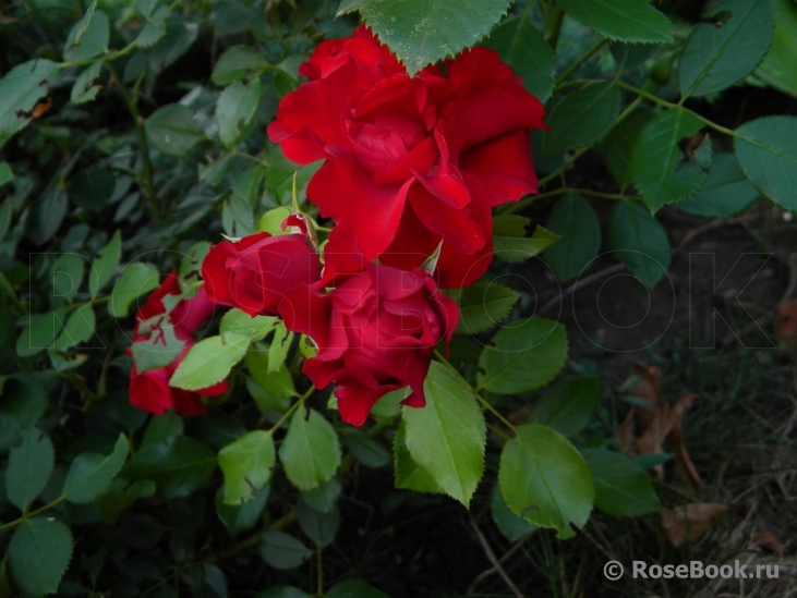 Black Forest Rose ®