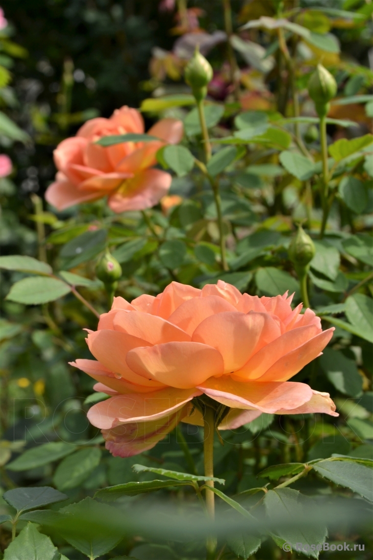 Lady of Shalott 