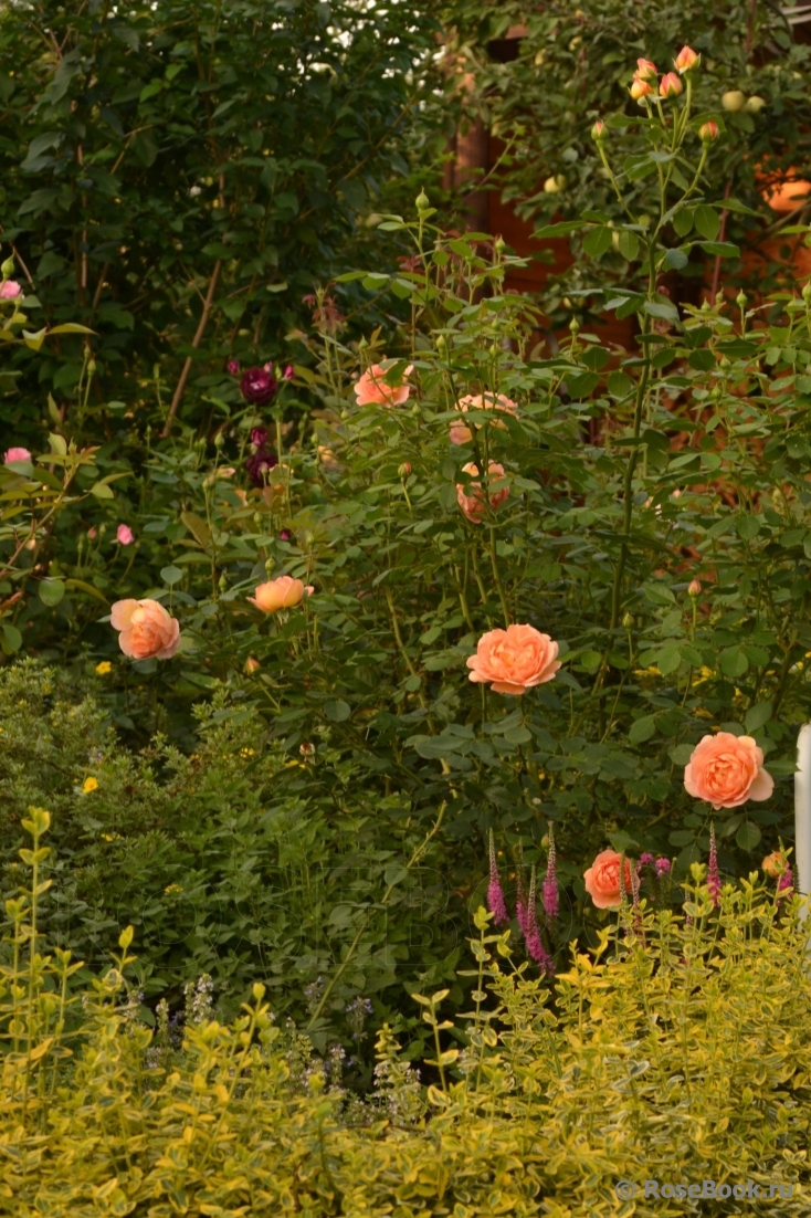 Lady of Shalott 