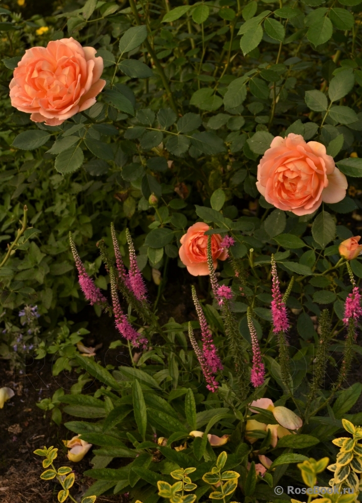 Lady of Shalott 