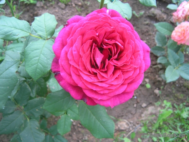 Johann Wolfgang von Goethe Rose®