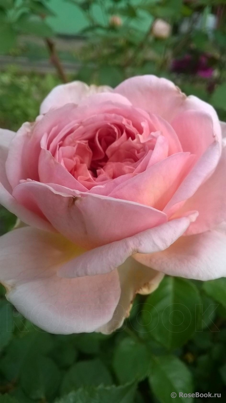 Abraham Darby