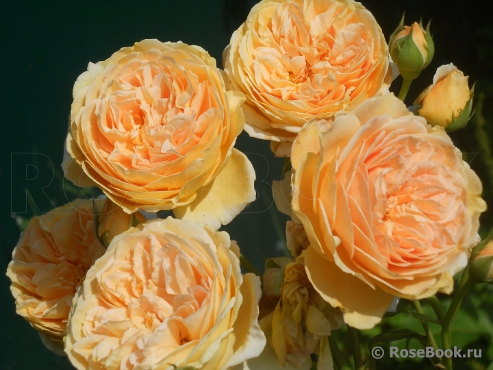 Crown Princess Margareta®