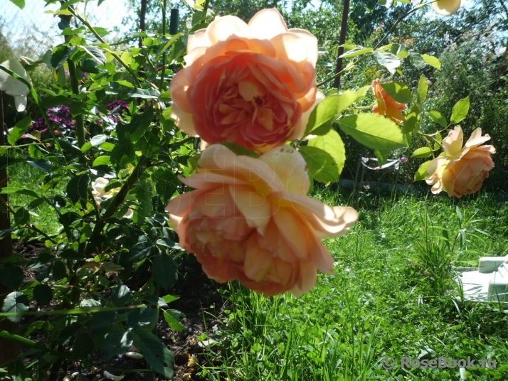 Lady of Shalott 