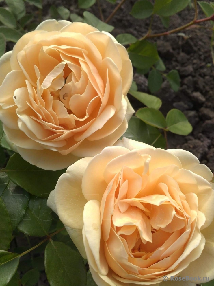 Crown Princess Margareta®