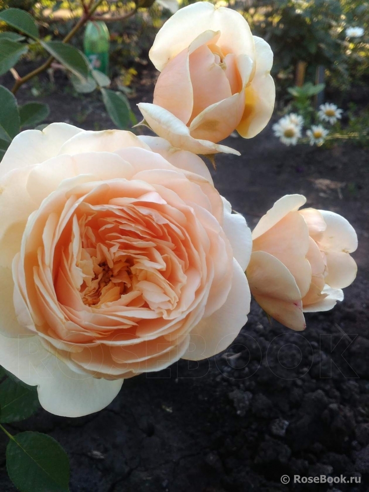 Crown Princess Margareta®