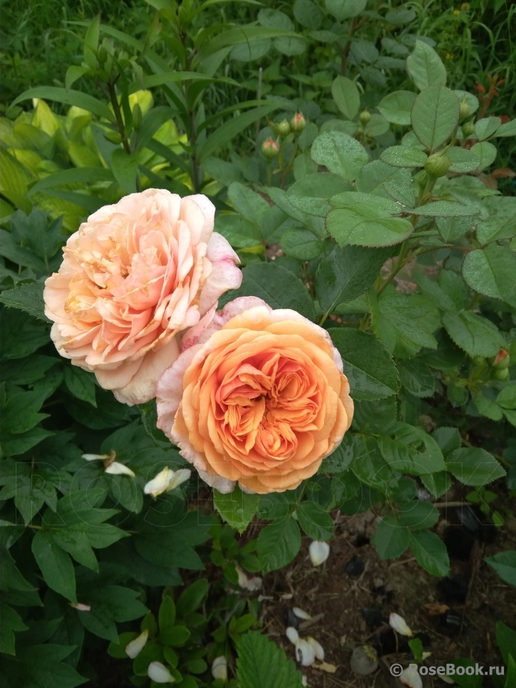 Crown Princess Margareta®