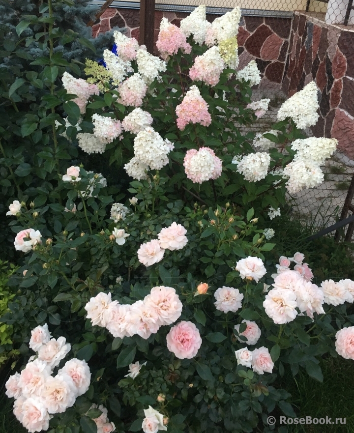 Garden of Roses 