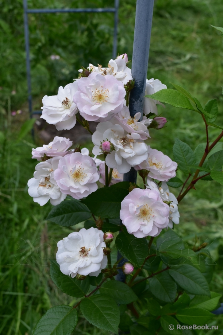 Perennial Blush