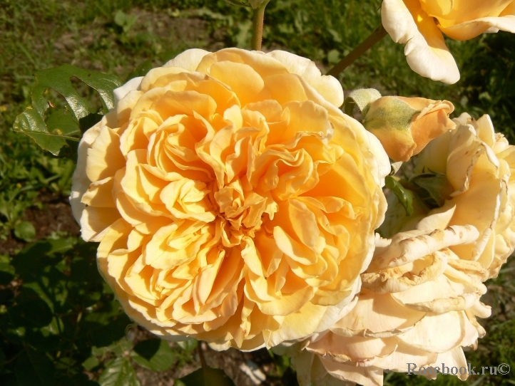 Crown Princess Margareta®