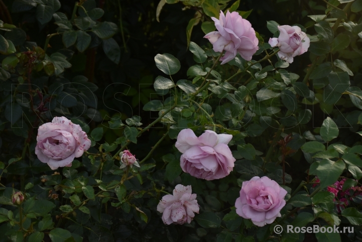 La Rose du Petit Prince