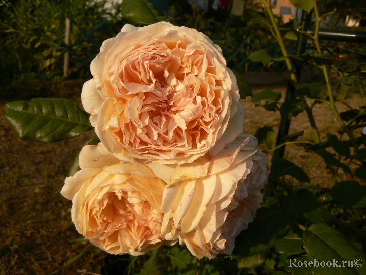 Crown Princess Margareta®