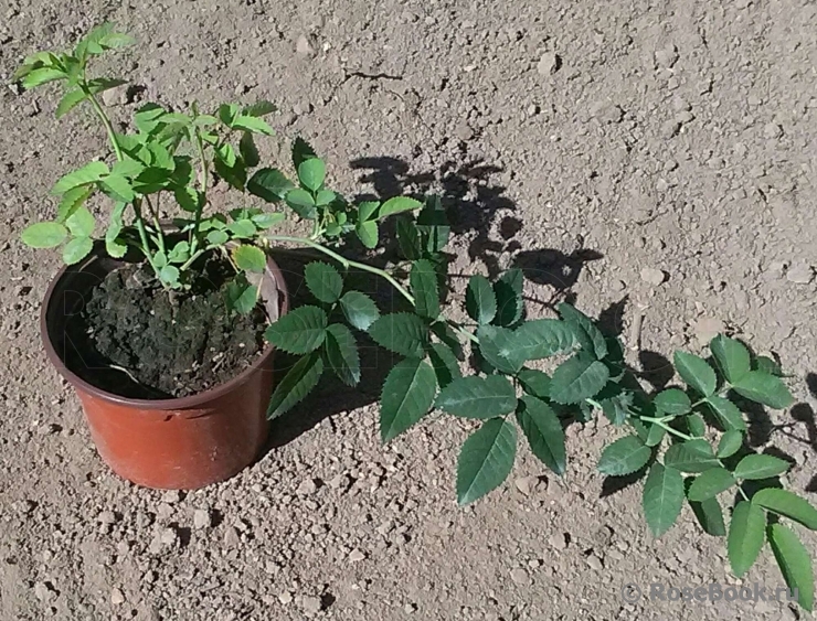 Rosa canina 'inermis'