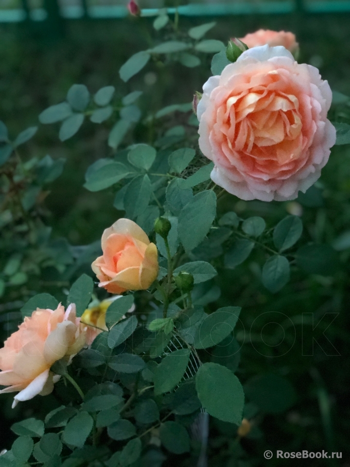 Lady of Shalott 