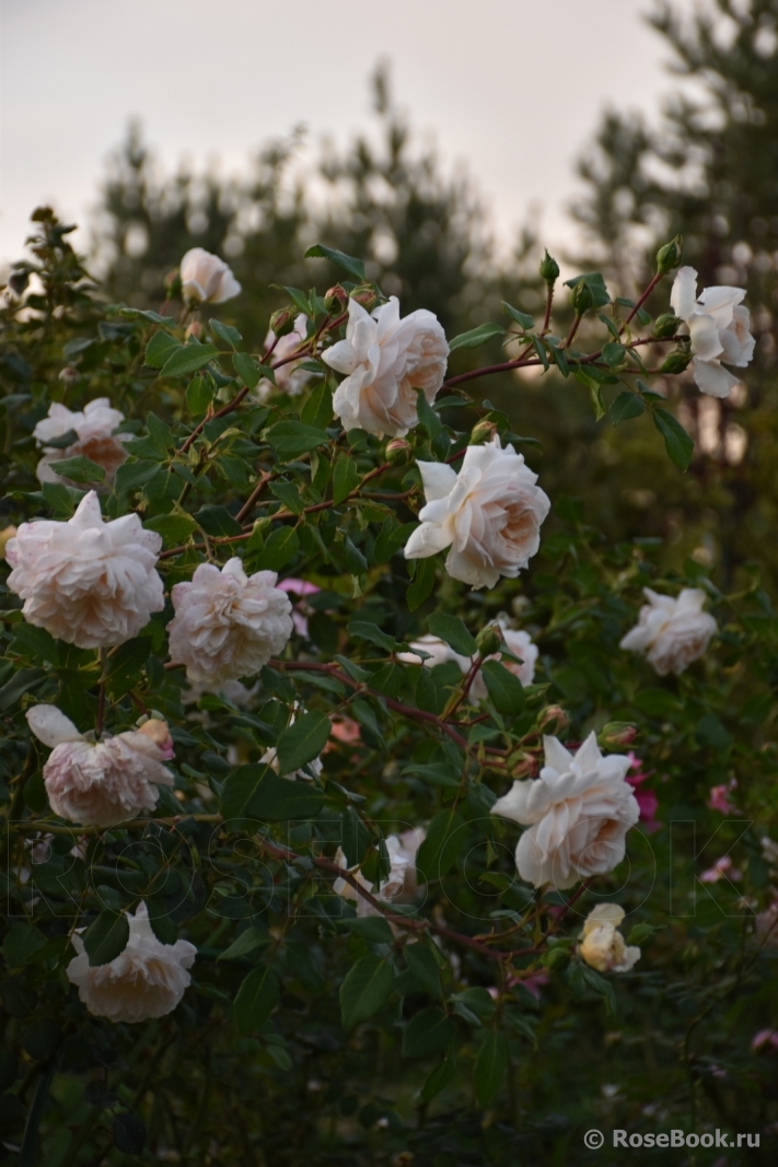 Crocus Rose® 