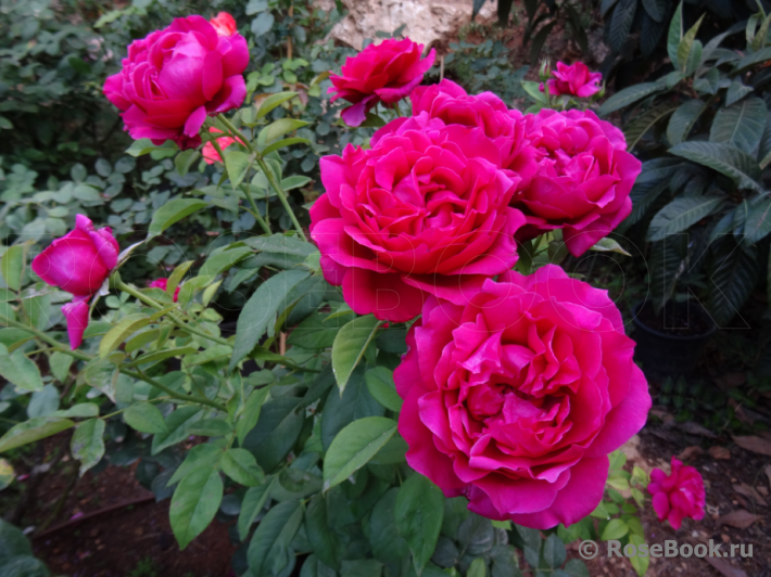 Rosier Rose Lalande de Pomerol ®