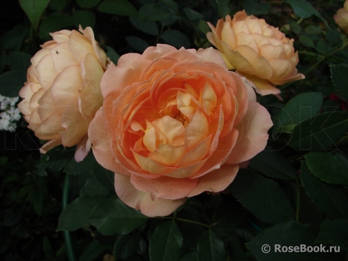 Lady of Shalott 