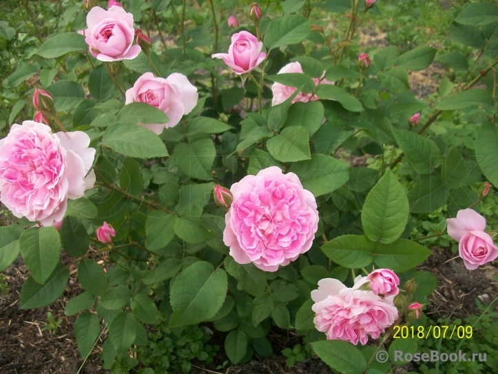 Cottage Rose 