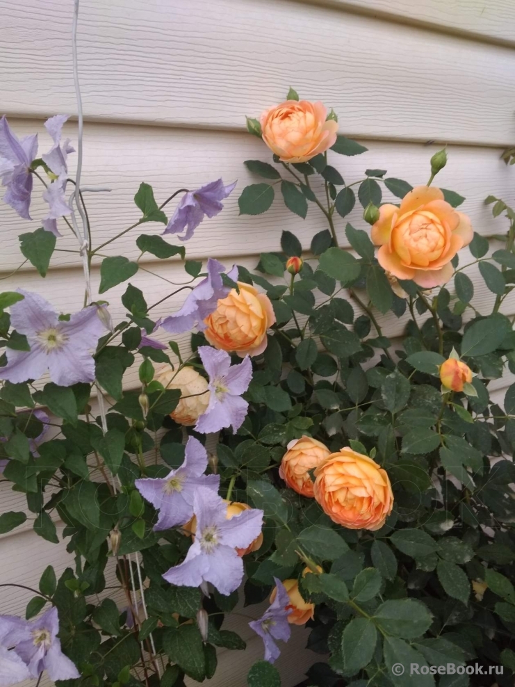 Lady of Shalott 