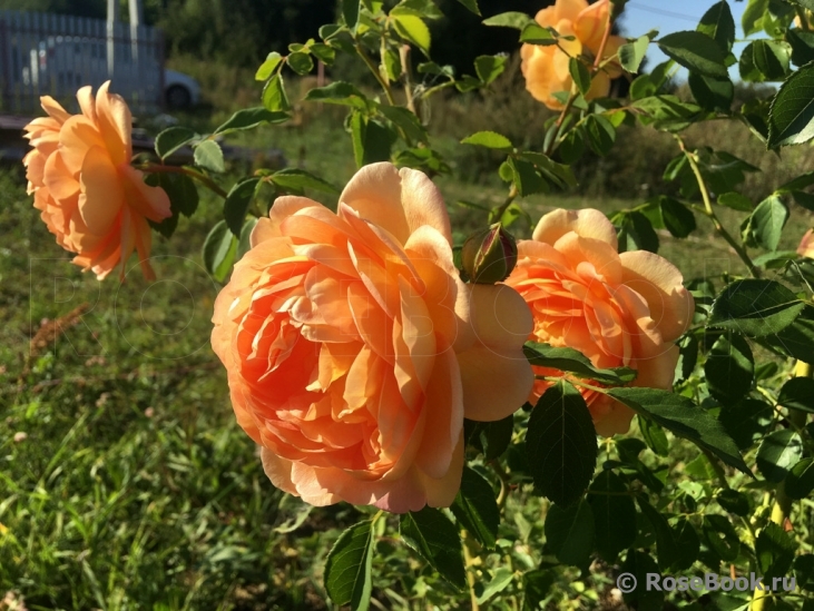 Lady of Shalott 