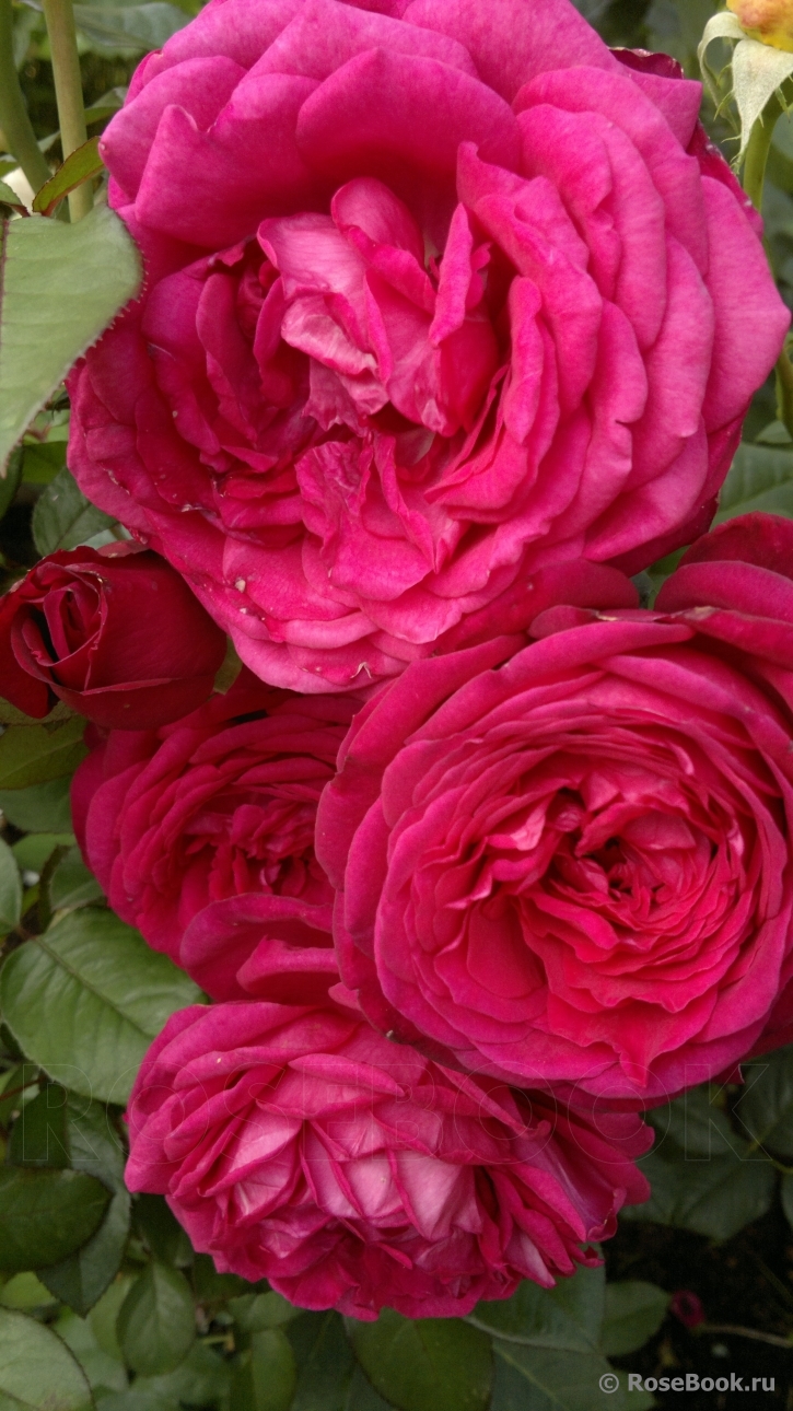 Johann Wolfgang von Goethe Rose®