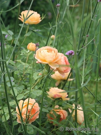 Lady of Shalott 