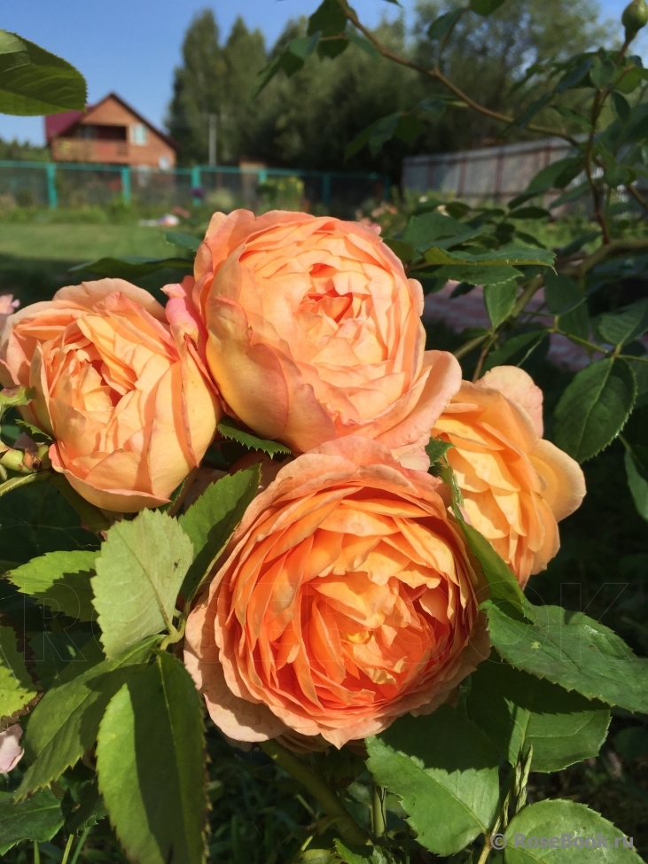 Lady of Shalott 