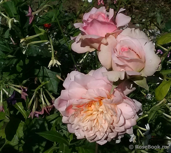 Festival des Jardins de Chaumont