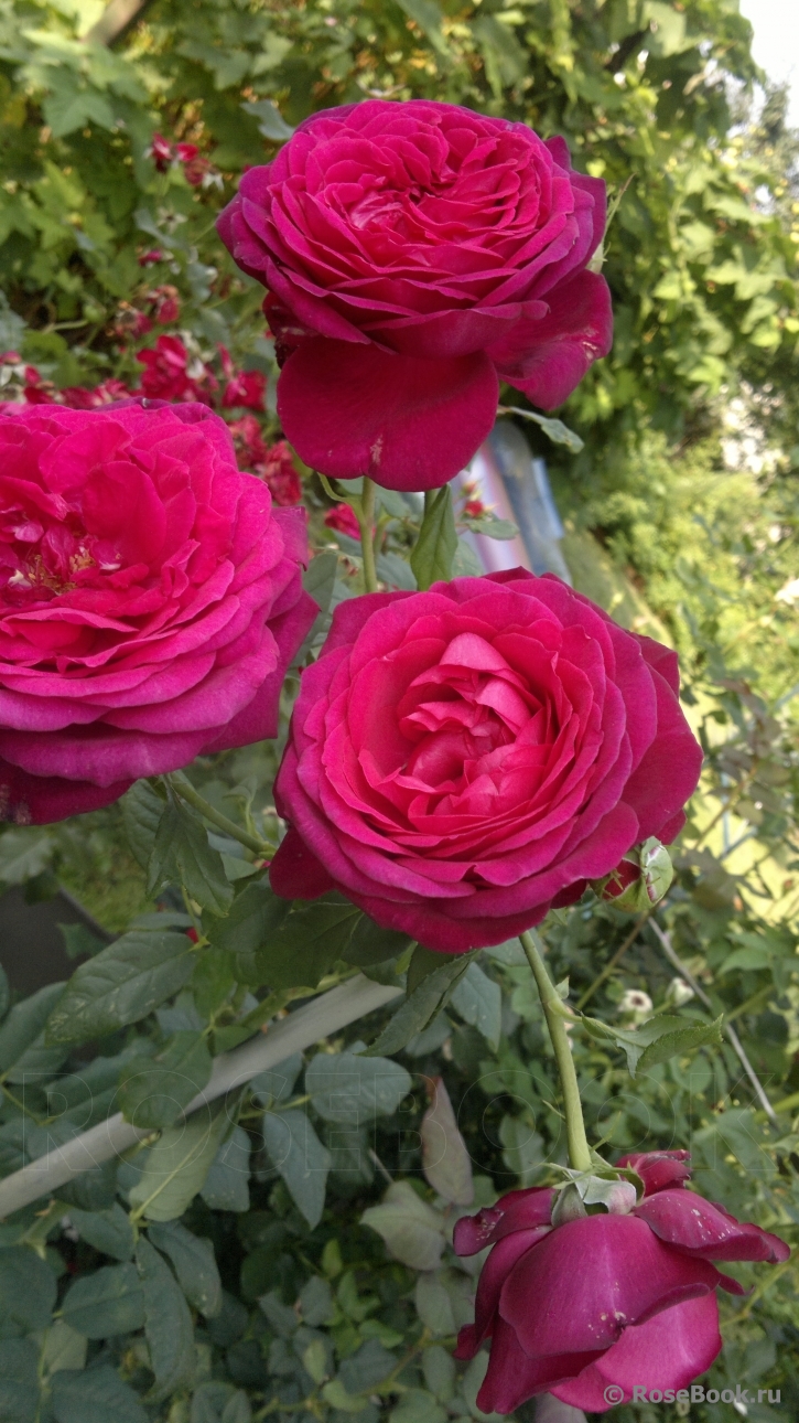 Johann Wolfgang von Goethe Rose®