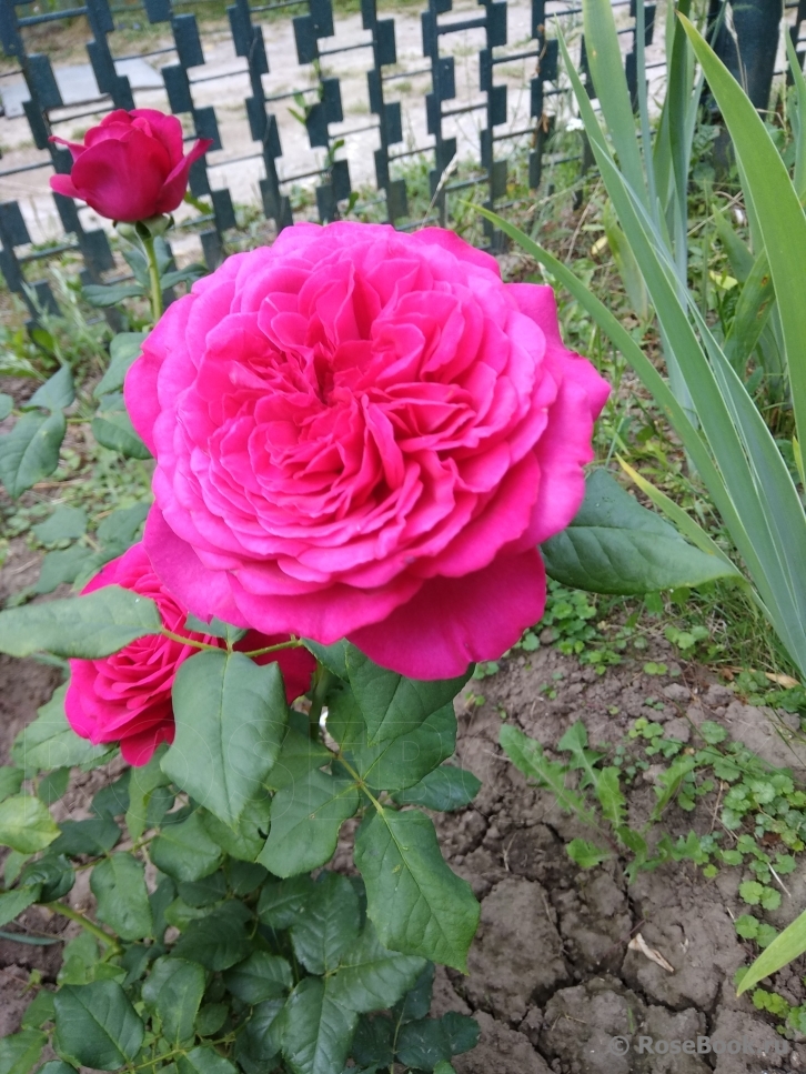 Johann Wolfgang von Goethe Rose®